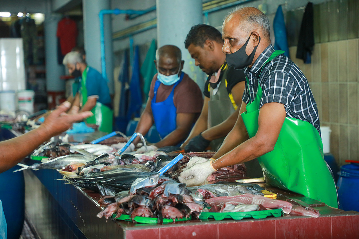 Tuna processing and quality control